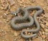 Най-отровните змии са в Перник