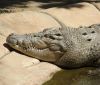 Крокодили изплашиха южноафриканските избиратели