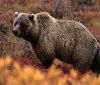 В Родопите пак пропищяха от мечките