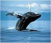 Австралиец оцеля в неравна борба с кит