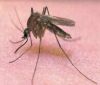 Нашествие от комари във Варна