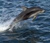 Чудодейното зарастване на рани при делфините