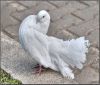 Пернишки гълъб отива на световно изложение