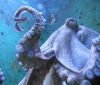 Тече конкурс за име на октопода във варненския аквариум
