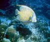 В лятна фотоакадемия в Камен бряг изучават подводна фотография