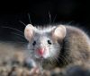Нова опасна порода мишки-мутанти се е появила в Европа