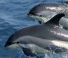Делфините в Черно море са на изчезване