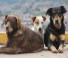 Община Варна започва кампания „Осинови куче“
