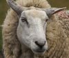 Най-скъпата овца струва 131 000 евро