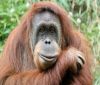 Пускат пушещия орангутан в Индонезия на свобода