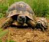 Заловиха 20 редки костенурки, станали обект на контрабанда в Италия