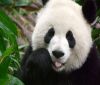 Климатичните промени убиват пандите