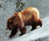 Швейцария си уби единствената мечка