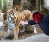 Тигърът Геро от зоопарка във Варна ще има половинка