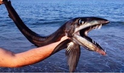 Кулинарен фестивал с благотворителен базар под мотото Да споделим Никулден