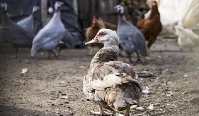 На 4 април е потвърдено ново огнище на високопатогенна инфлуенца