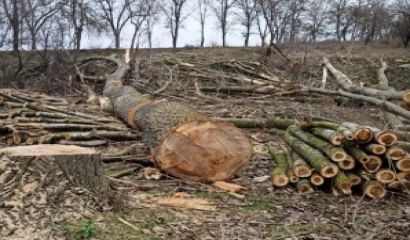 Масова сеч на здрави тополи се извършва в землището на