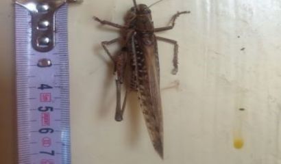 Снимка на огромен марокански скакалец изпратиха жители на новопазарското село