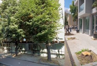 В Берлин има булевард на липите, във Варна – Коцев ги сече здрави!