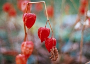 Новата баладична песен на Дара, за която се говори, че