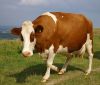 Крава дава човешко мляко в Аржентина