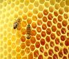 В България няма случаи на болестта „Синдром на празния кошер” при пчелите
